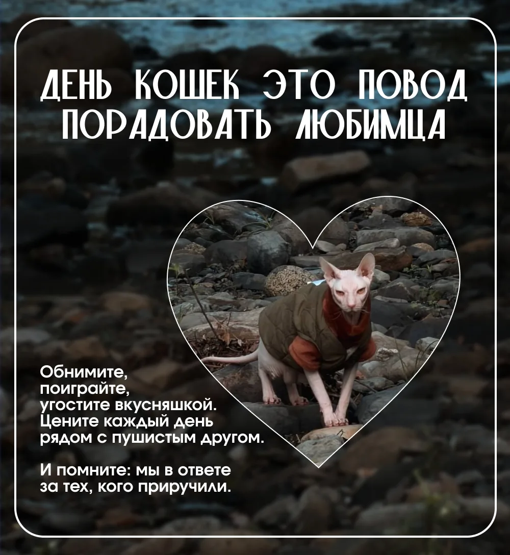 Всемирный день кошек