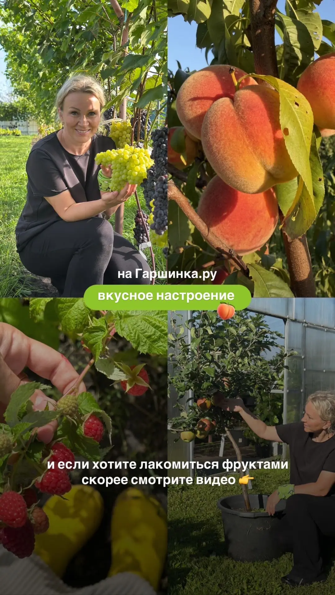 Этот персик не боится зимы и не просит много места 🍑