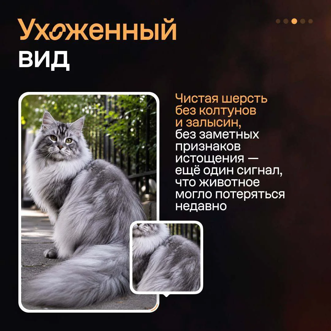 Изображение 4 к публикации «Авито»