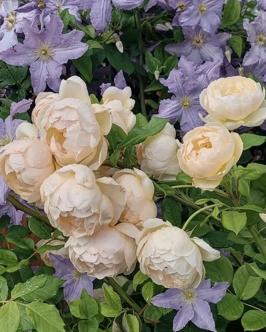 🌹 Роза Воллертон Олд Холл — сорт, который невозможно забыть  Wollerton Old Hall — английская роза се