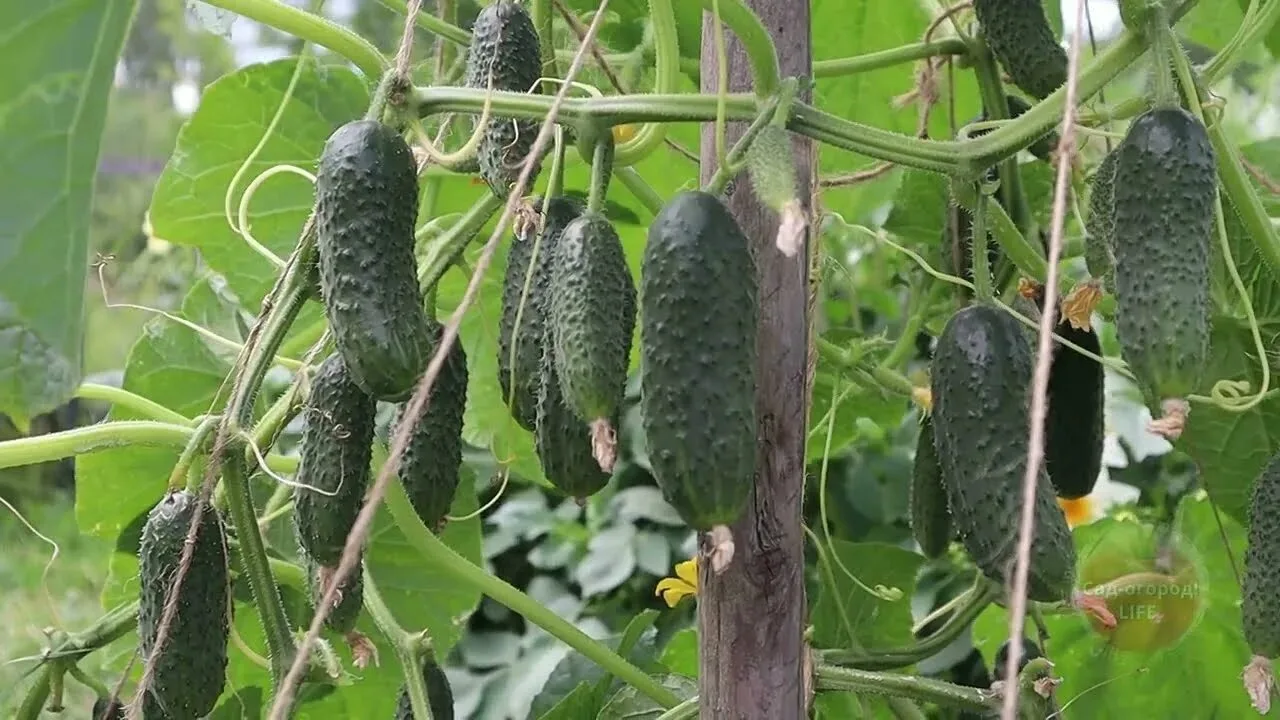 🥒🌿✨ «ВТОРОЕ ДЫХАНИЕ»: Как ухаживать за огурцами в конце августа, чтобы собирать хруст...
