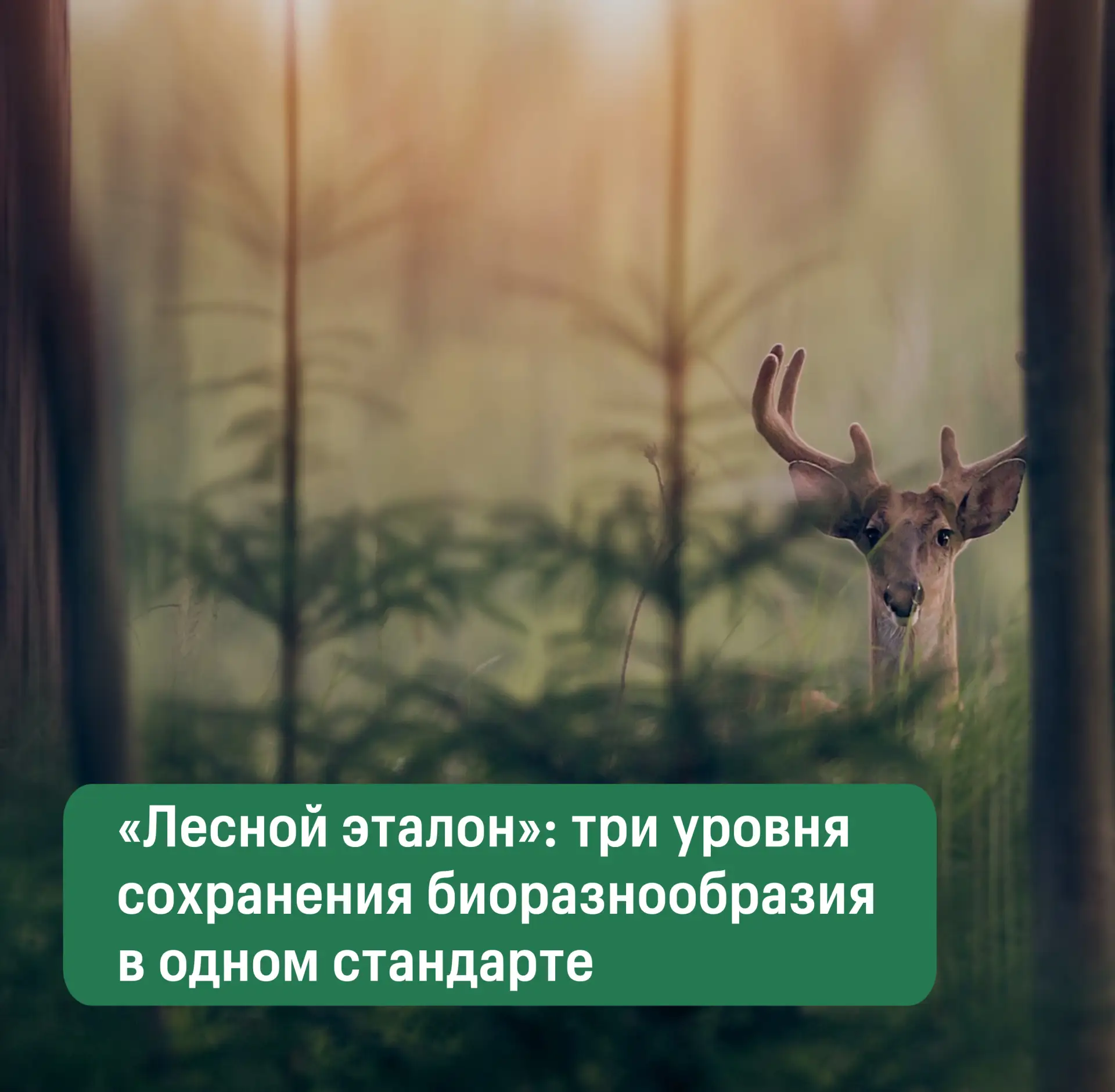 22 мая — Международный день сохранения биологического разнообразия.