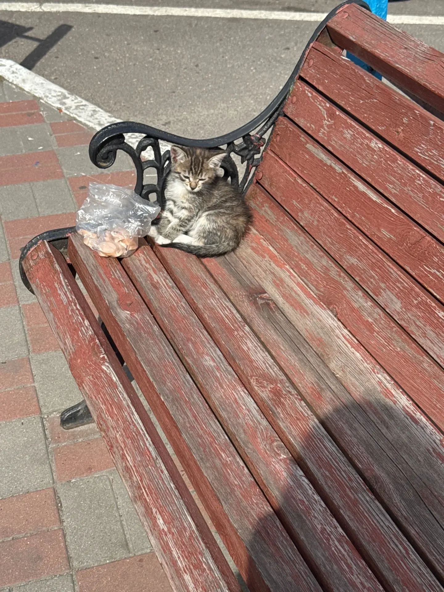 Добрые люди нашли на лавочке котёнка. Не прошли мимо, забрали временно на передержку и ...