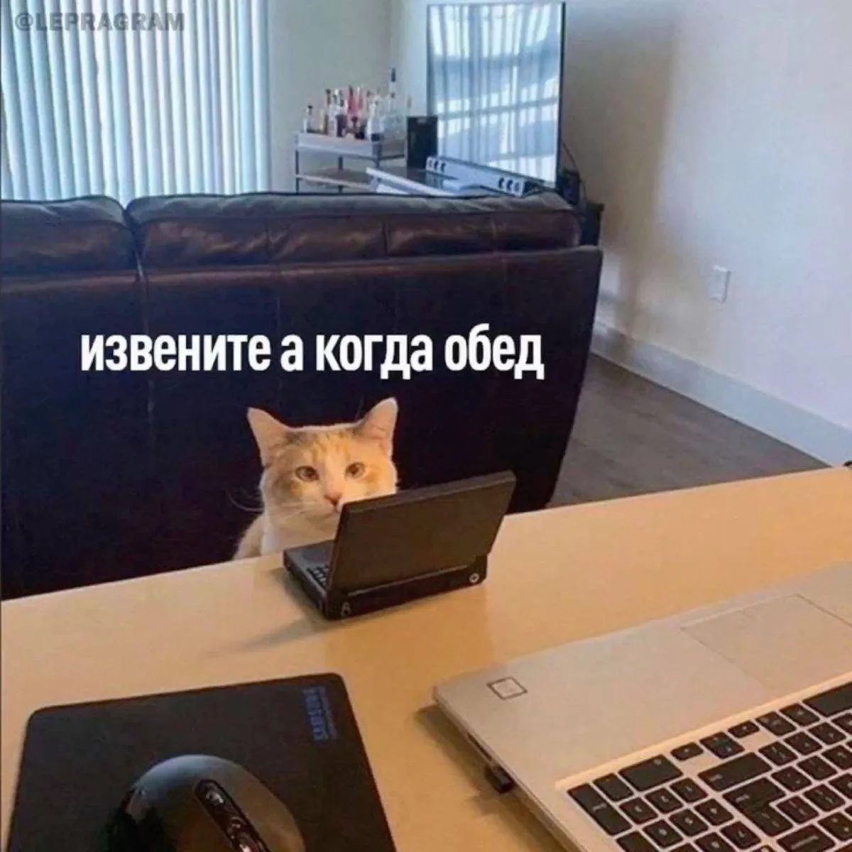 Увидела новости 😁

Оказывается, россияне могут брать домашних животных с собой на работу. Главное, 