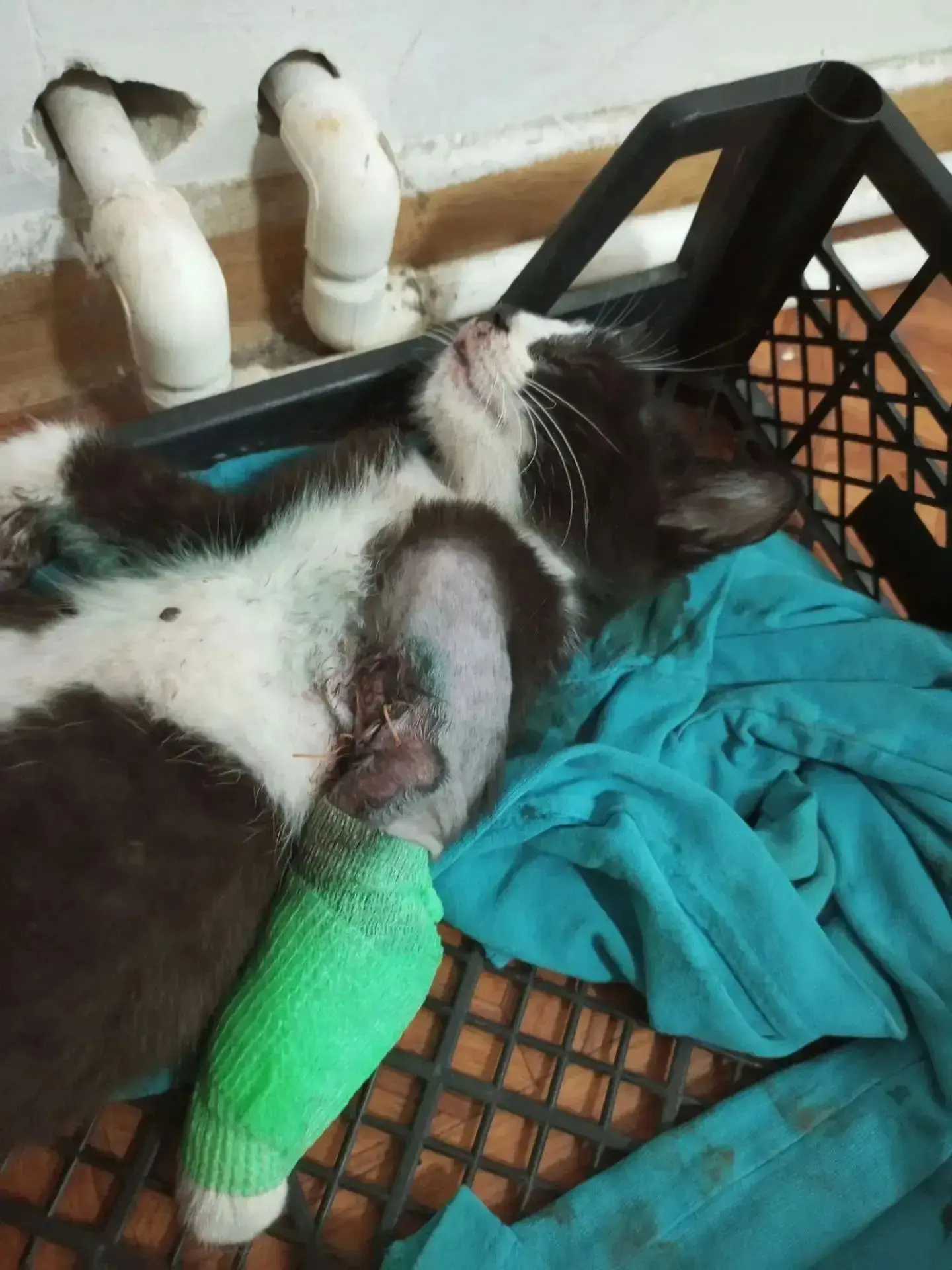 💔 Спасите крохотную жизнь — помогите котёнку! 💔