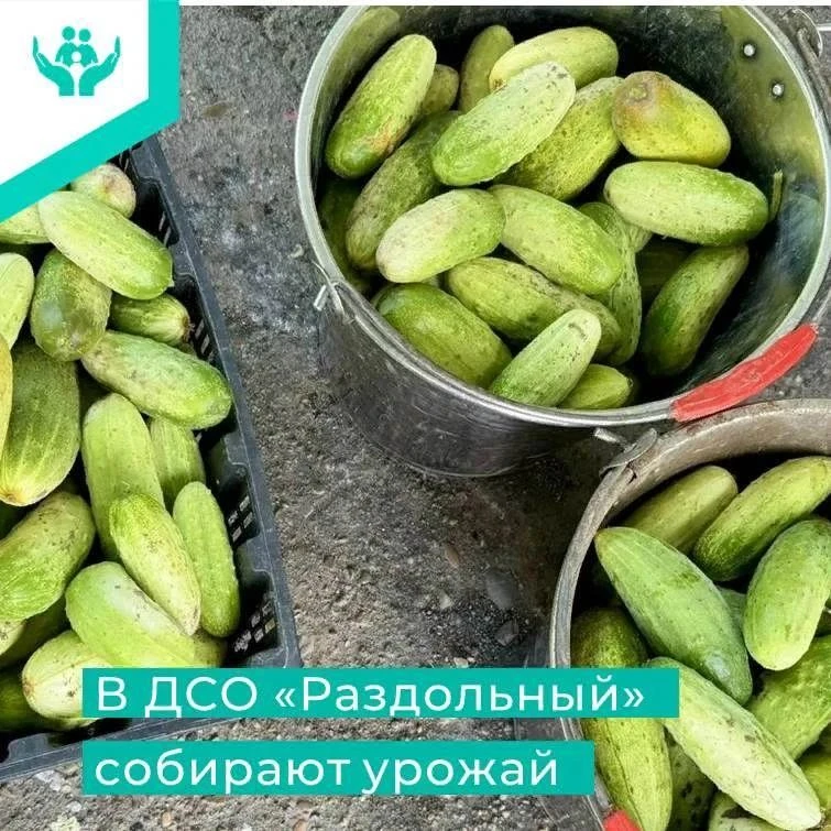 🌞В доме социального обслуживания «Раздольный» собирают урожай овощей
 
В учреждении, где проживают 