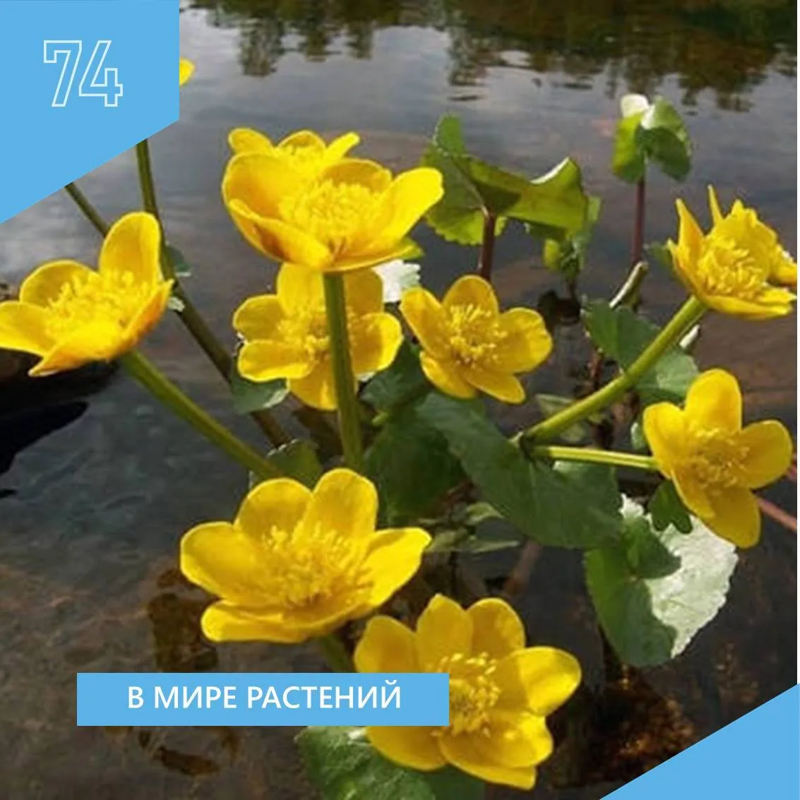 В МИРЕ РАСТЕНИЙ
Последняя неделя июня в СП «Детский сад № 31» была посвящена теме: «В мире растений»