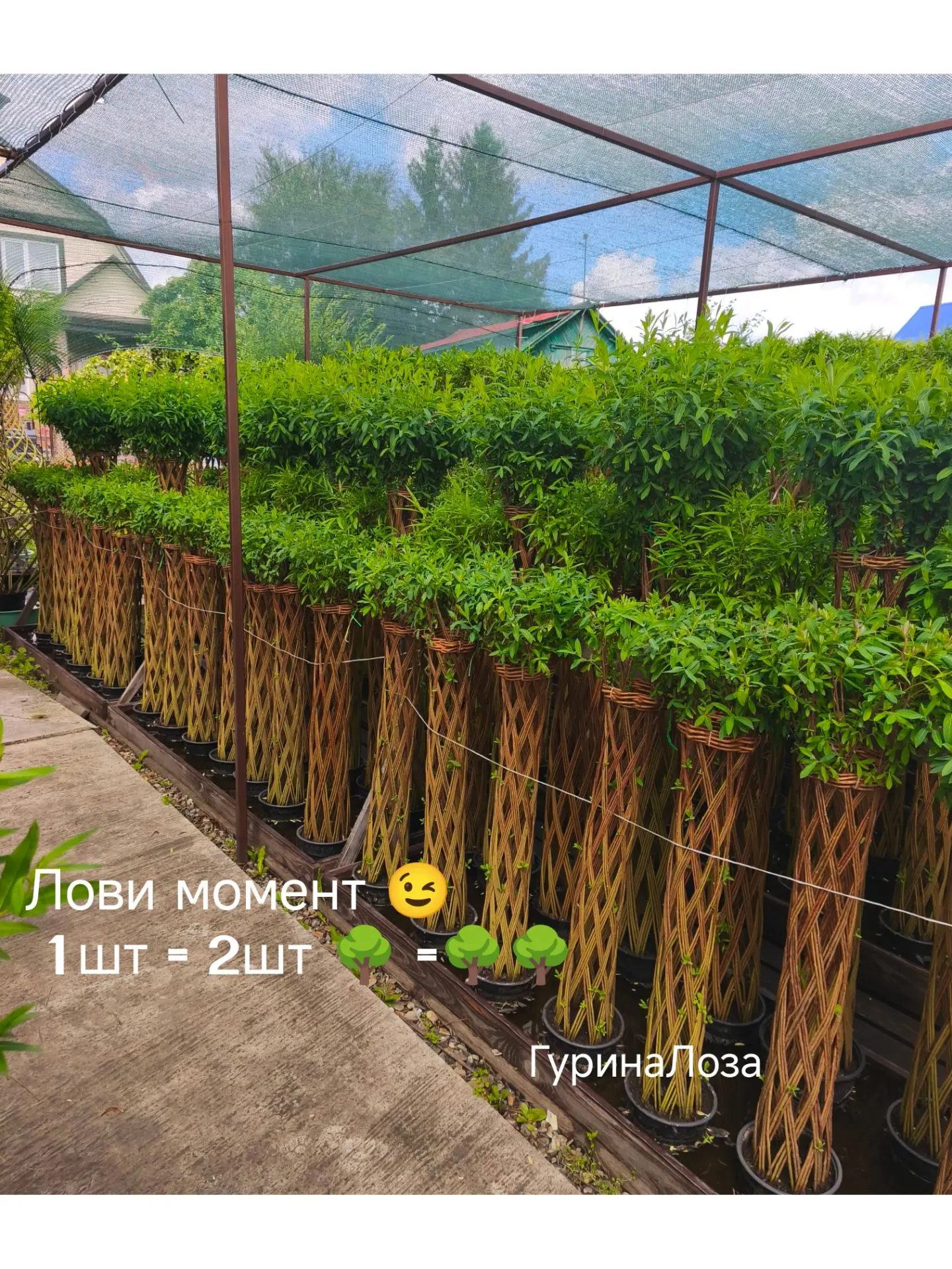 Лови момент!
Июль жаркий месяц и не только по погоде
С 12.07.26 у нас действует акция️
🌳🌳Два дерев