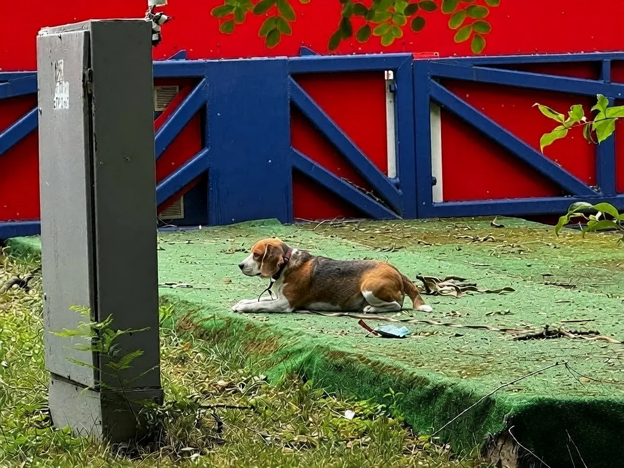 😢 Одинокого бигля второй день замечают у Театральной площади.

— Уже второй день вижу ее утром по д