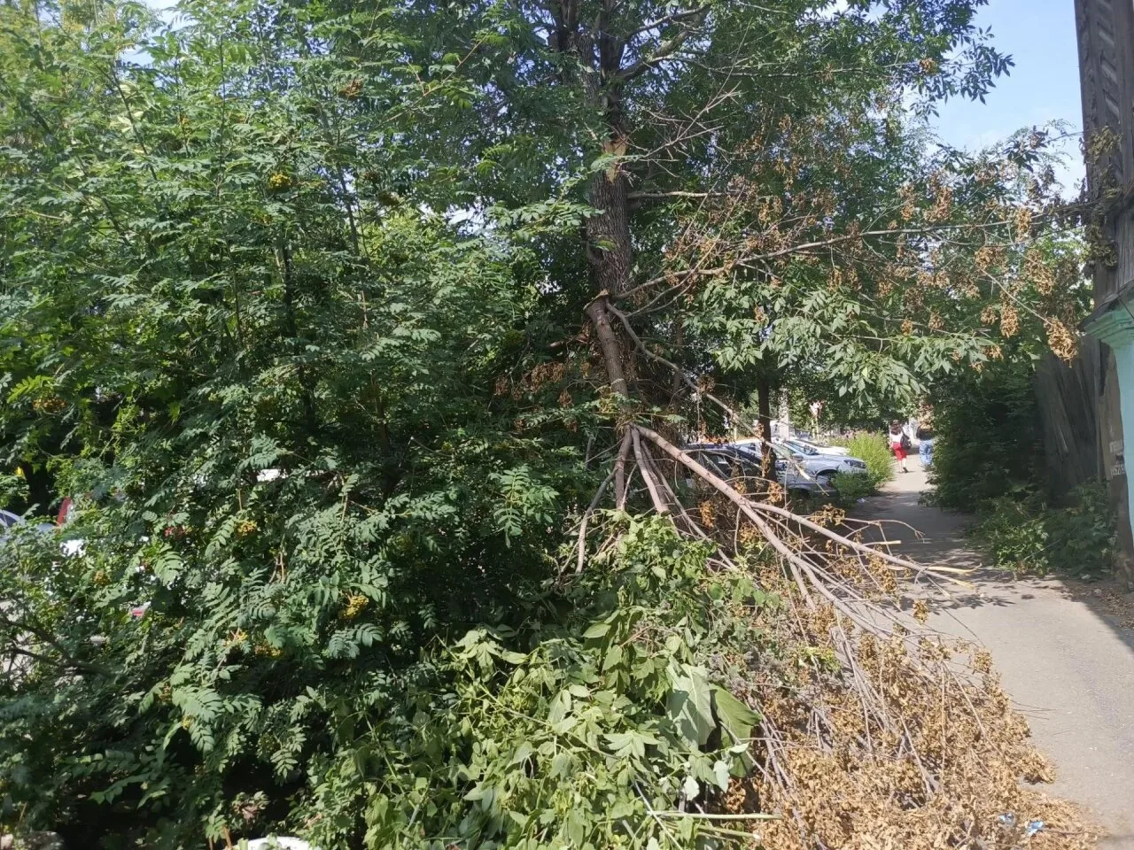 В Троицке по улице Разина у дерева уже давно сломалась большая ветка.
