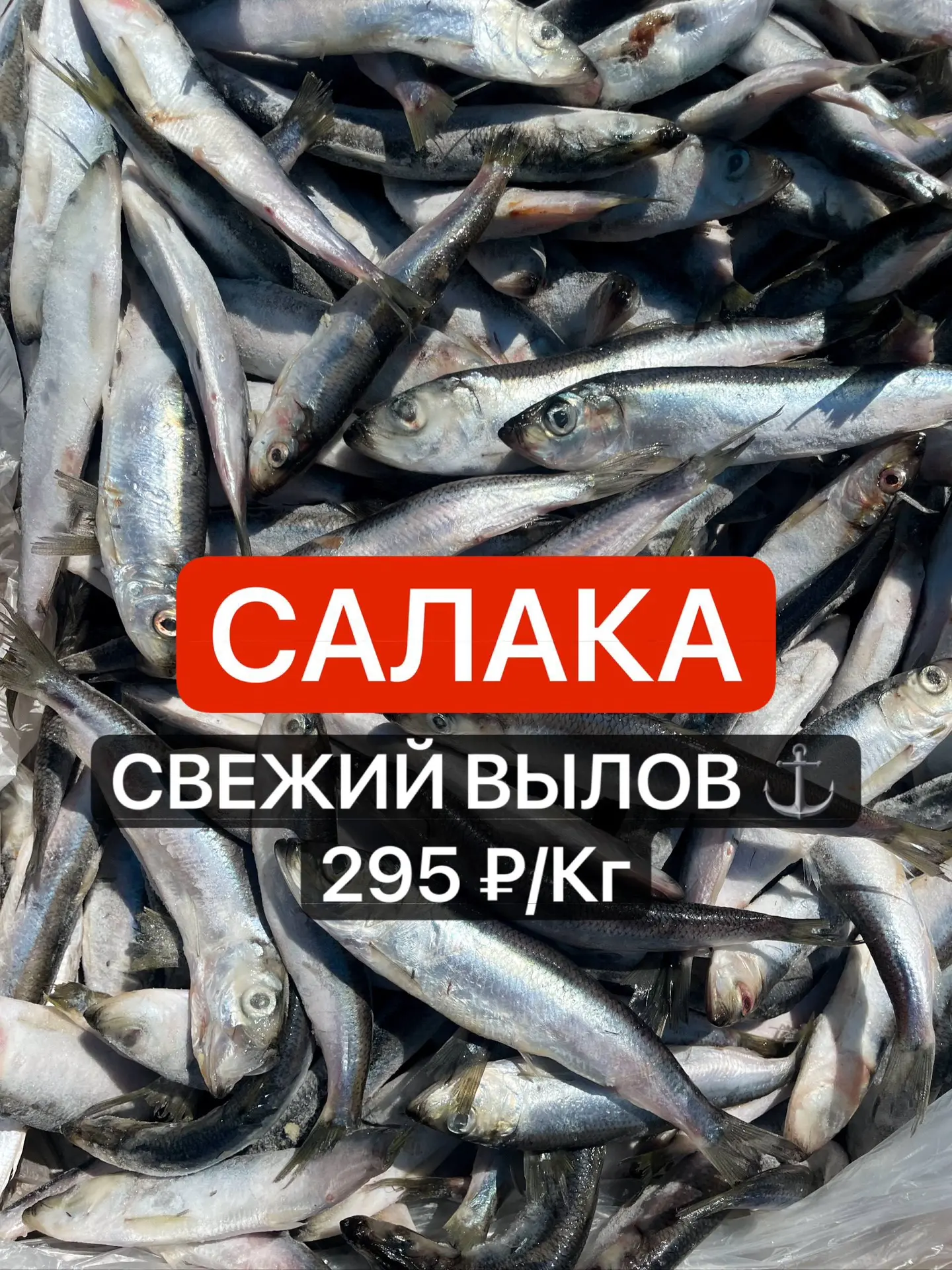 🐟 СВЕЖИЙ ПРИХОД САЛАКИ!  295 ₽/кг 
Знаете, что самое интересное в нашей работе? Иногда именно покуп