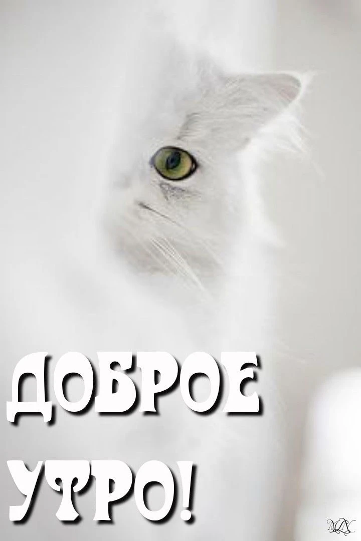 Котаны • подписаться