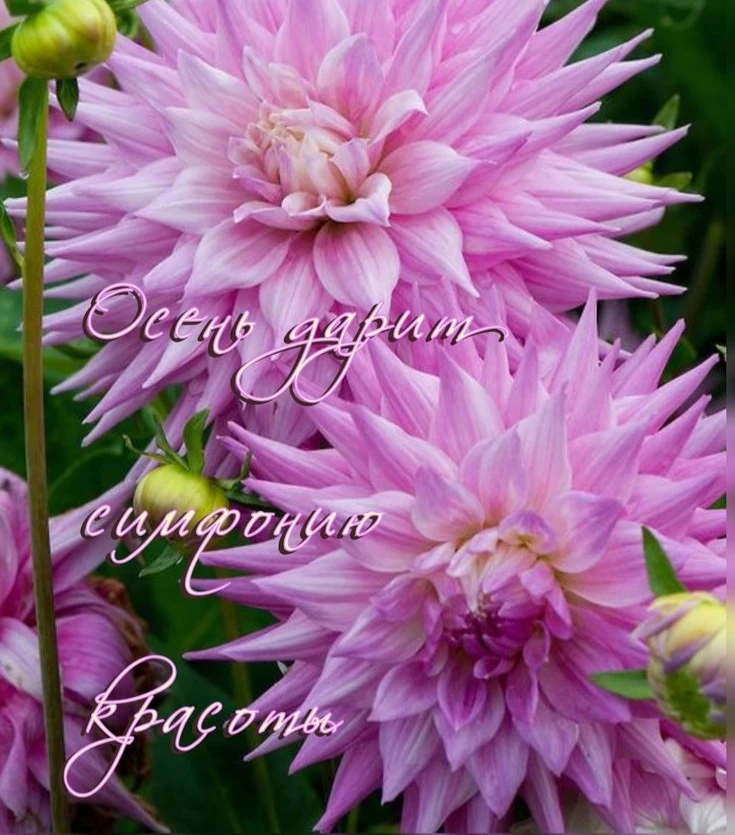 Доброе утро!🩷