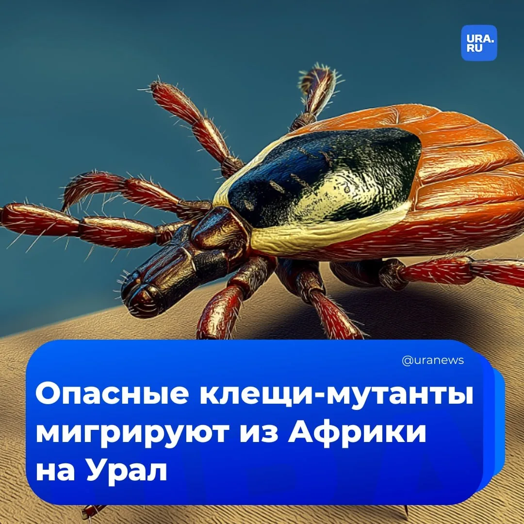 Клещи-мутанты, которые не боятся репеллентов, появились в России  Они переносят смертельно опасные и
