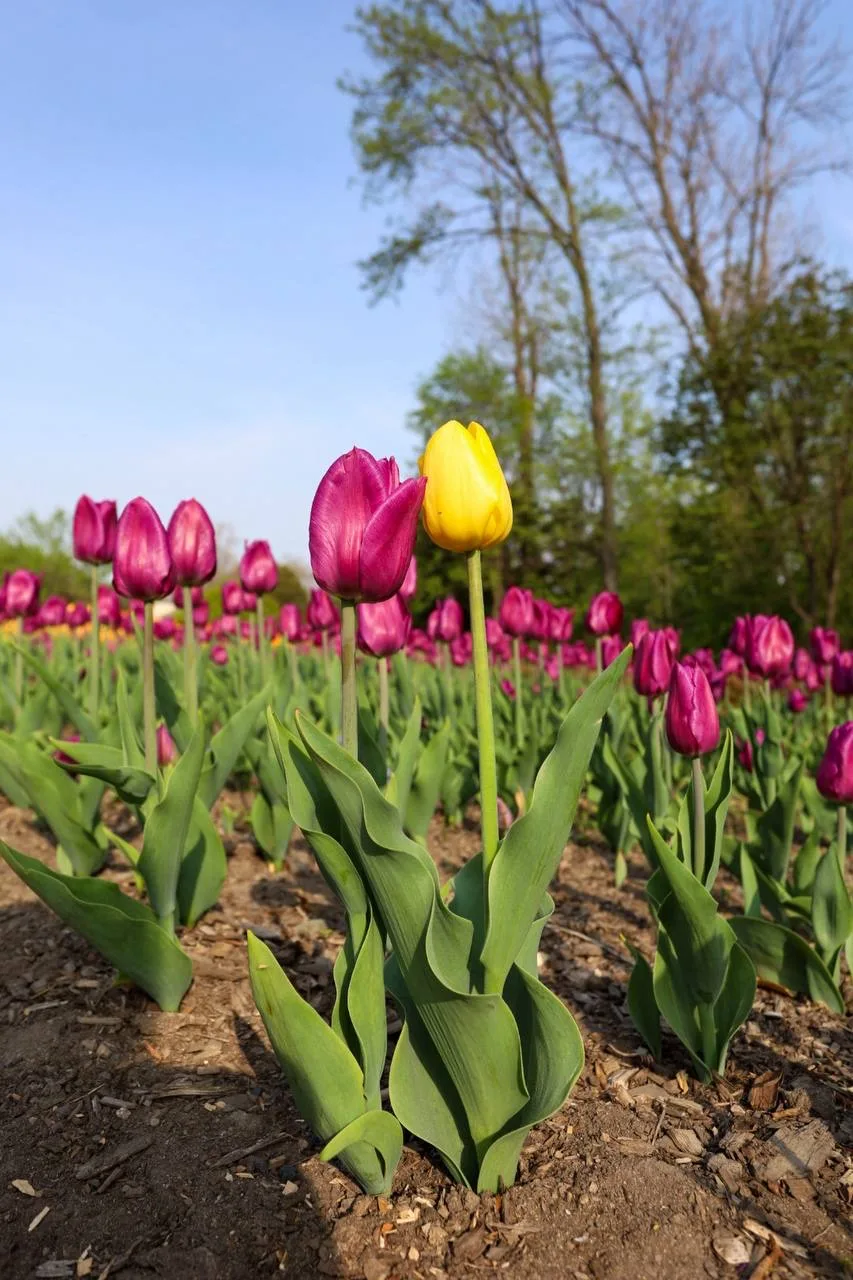 🌷В Ботаническом Саду появились свои звёзды   Весна дарит нам много чудес, и одно из самых ярких — цв