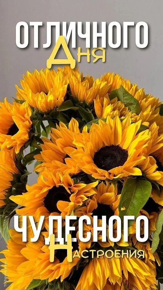 Доброе воскресное утро всем нашим подписчикам! Пусть день принесет вам радость, отдых и вдохновение!