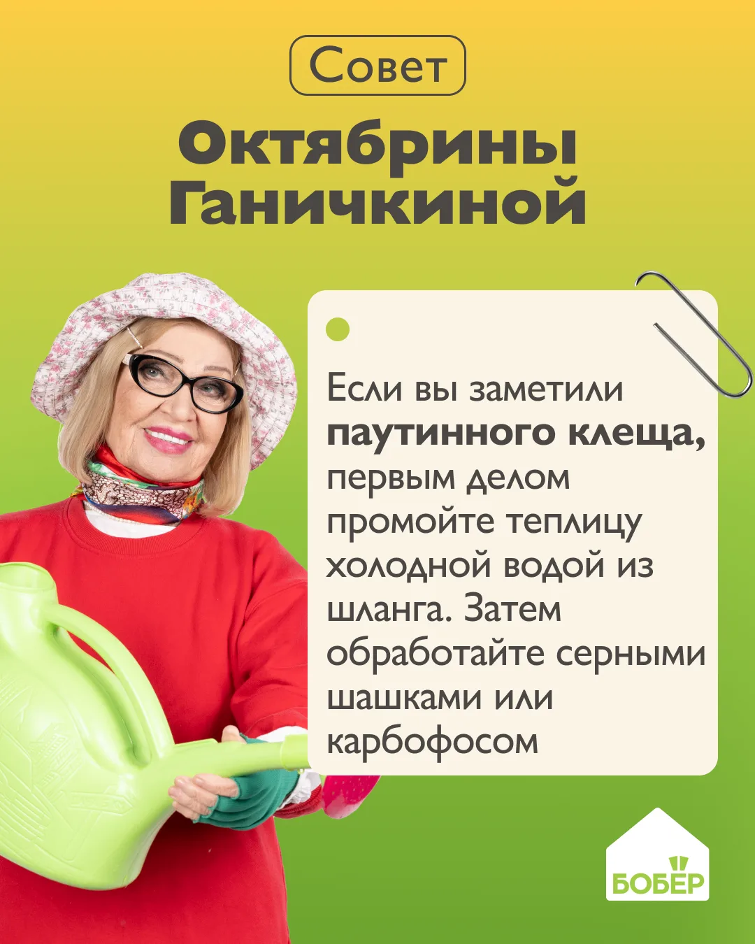 Паутинный клещ пожалеет, что забрался к вам в теплицу 👍