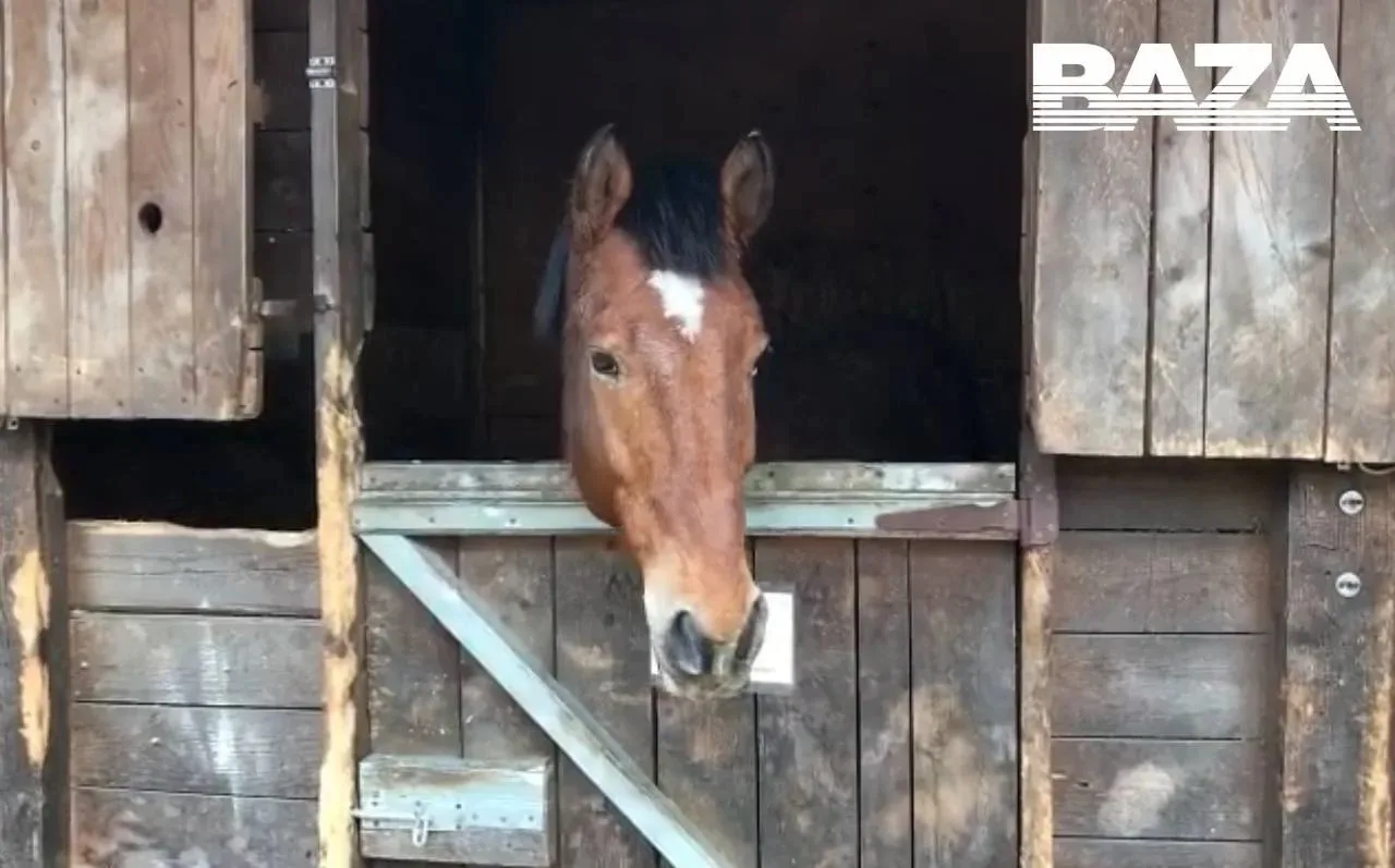 🐎В Приморье суд арестовал титулованного мерина за преступление соседки по конюшне — та лягнула девоч