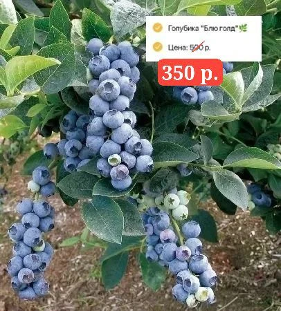 Время акций для наших дорогих подписчиков!🫐