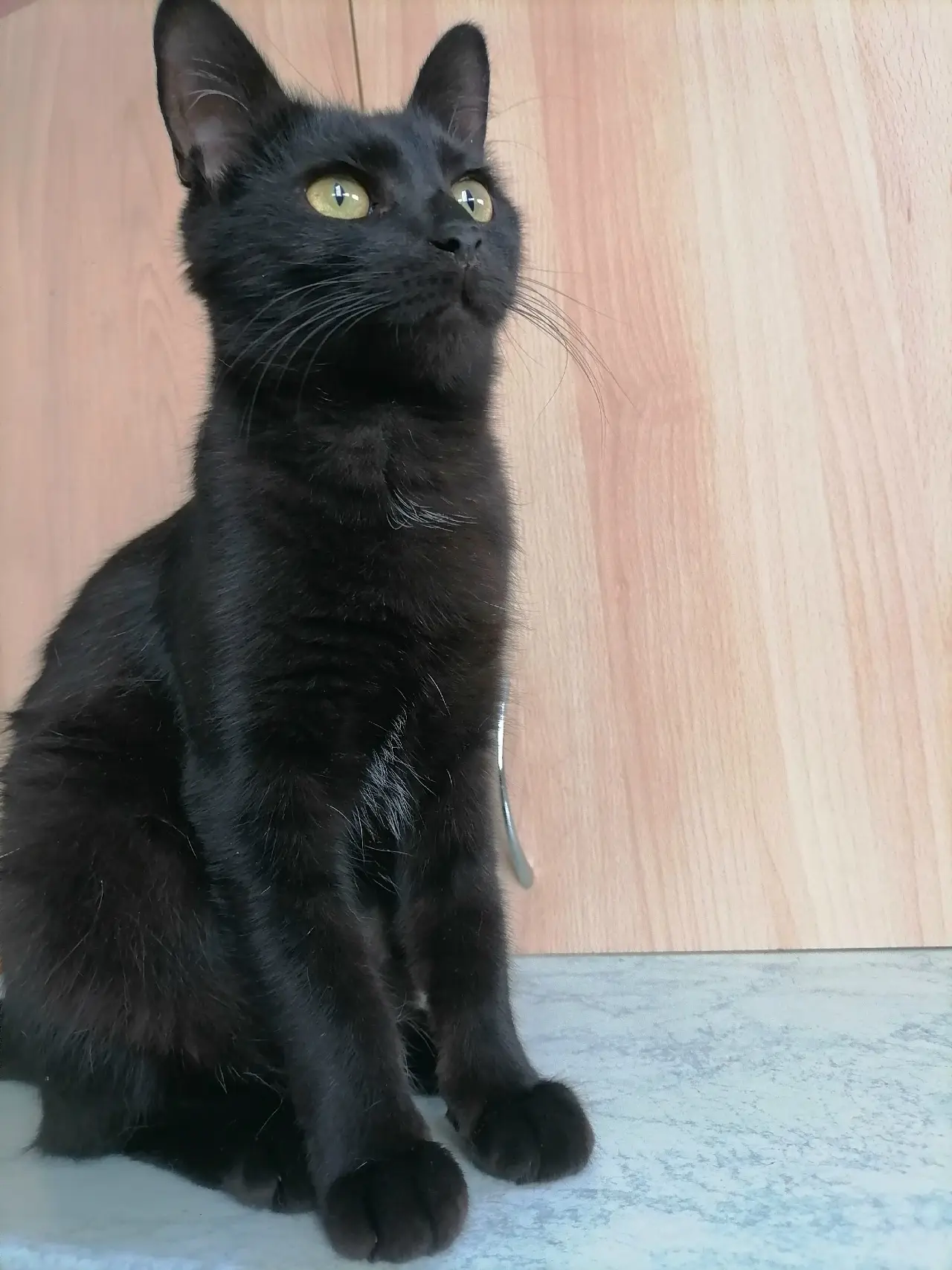 Отдам даром кота
