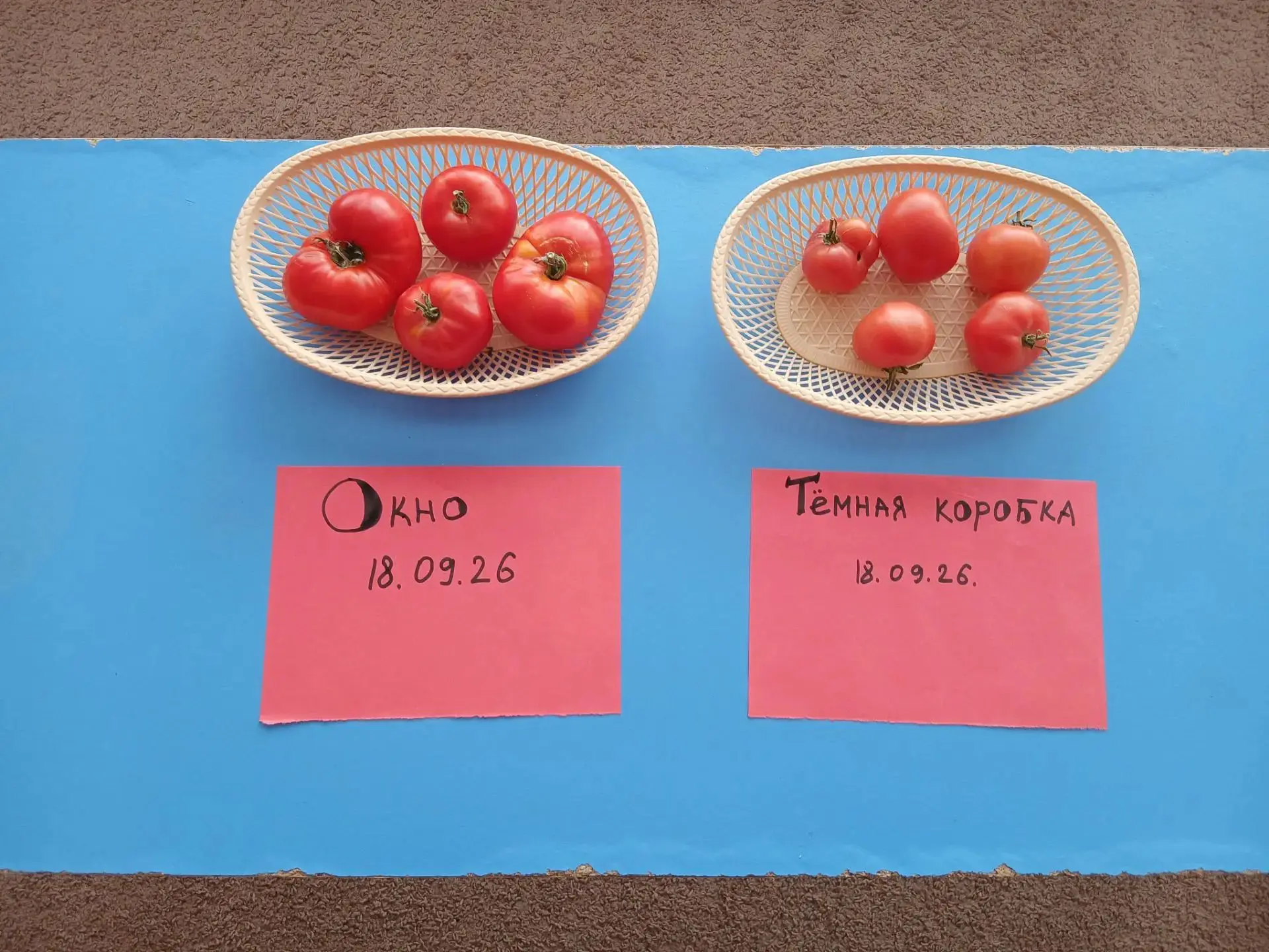 🍅 Наш эксперимент удался! 🔬