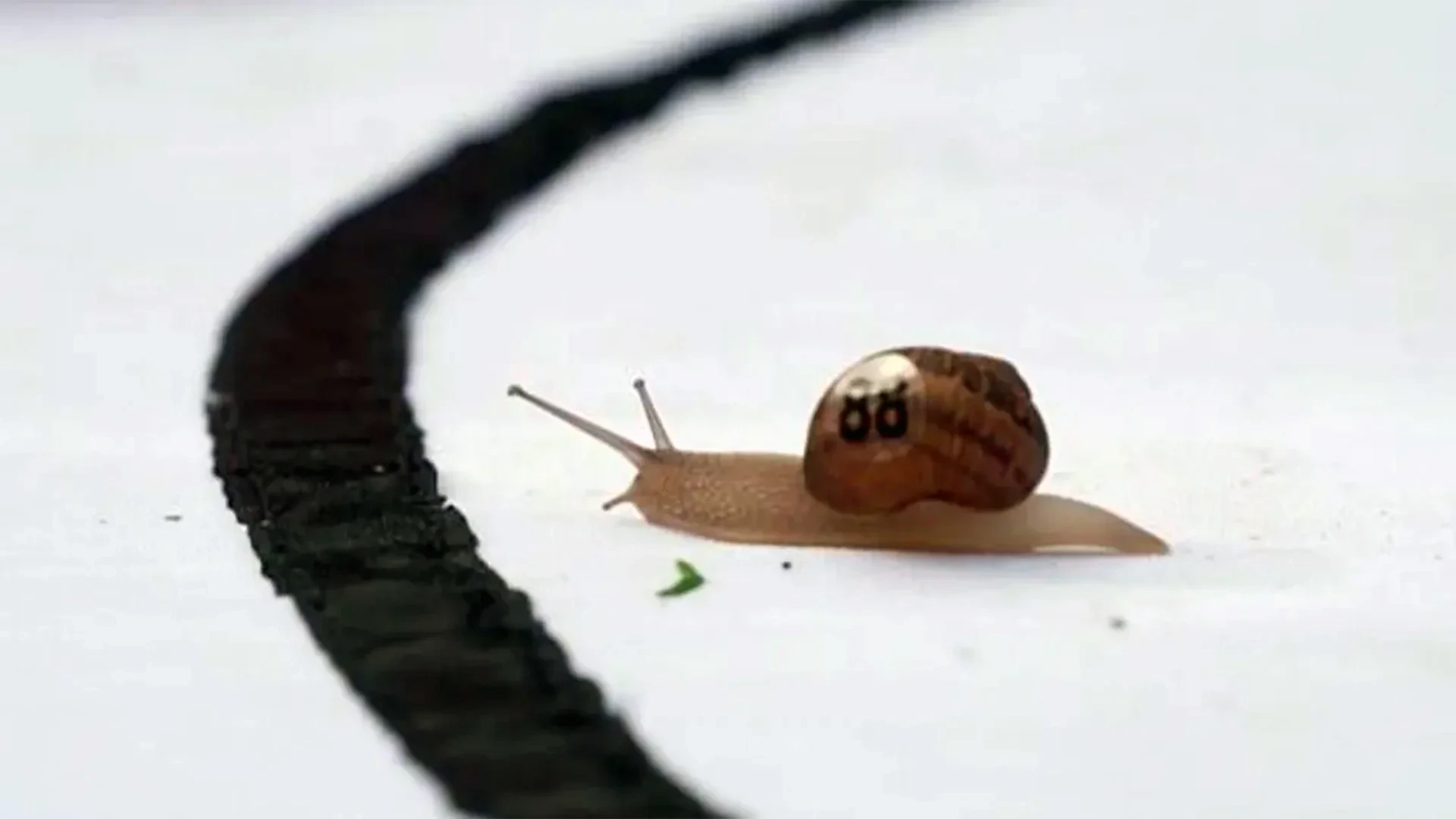 🐌 Самая быстрая улитка в мире живёт в Норфолке