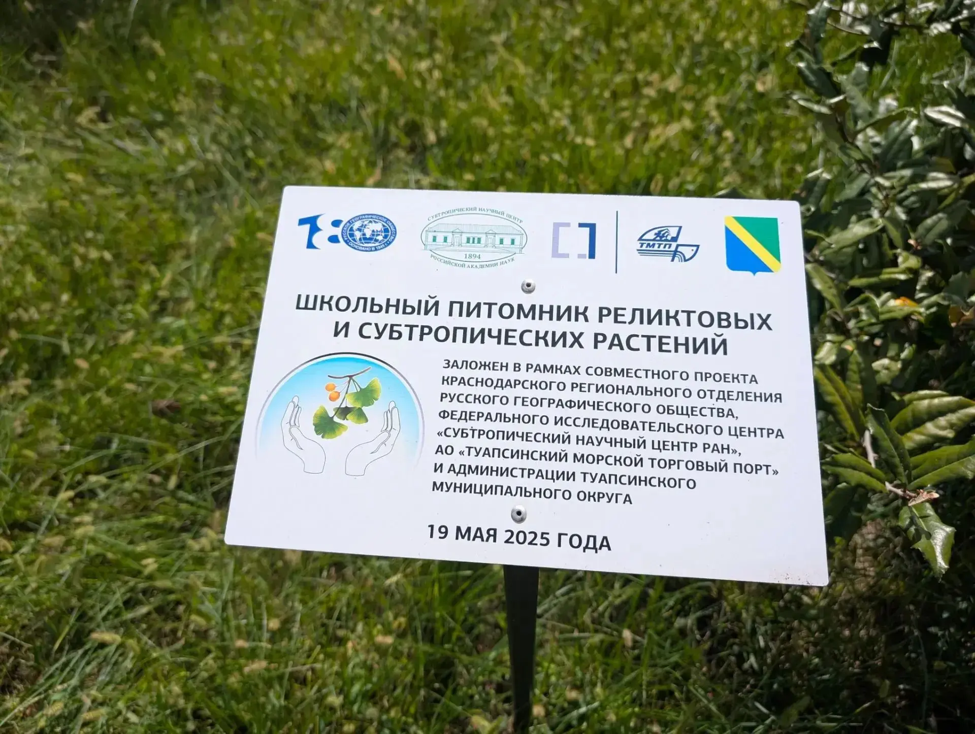 🌿 «Живые ископаемые» растут в школах Туапсе