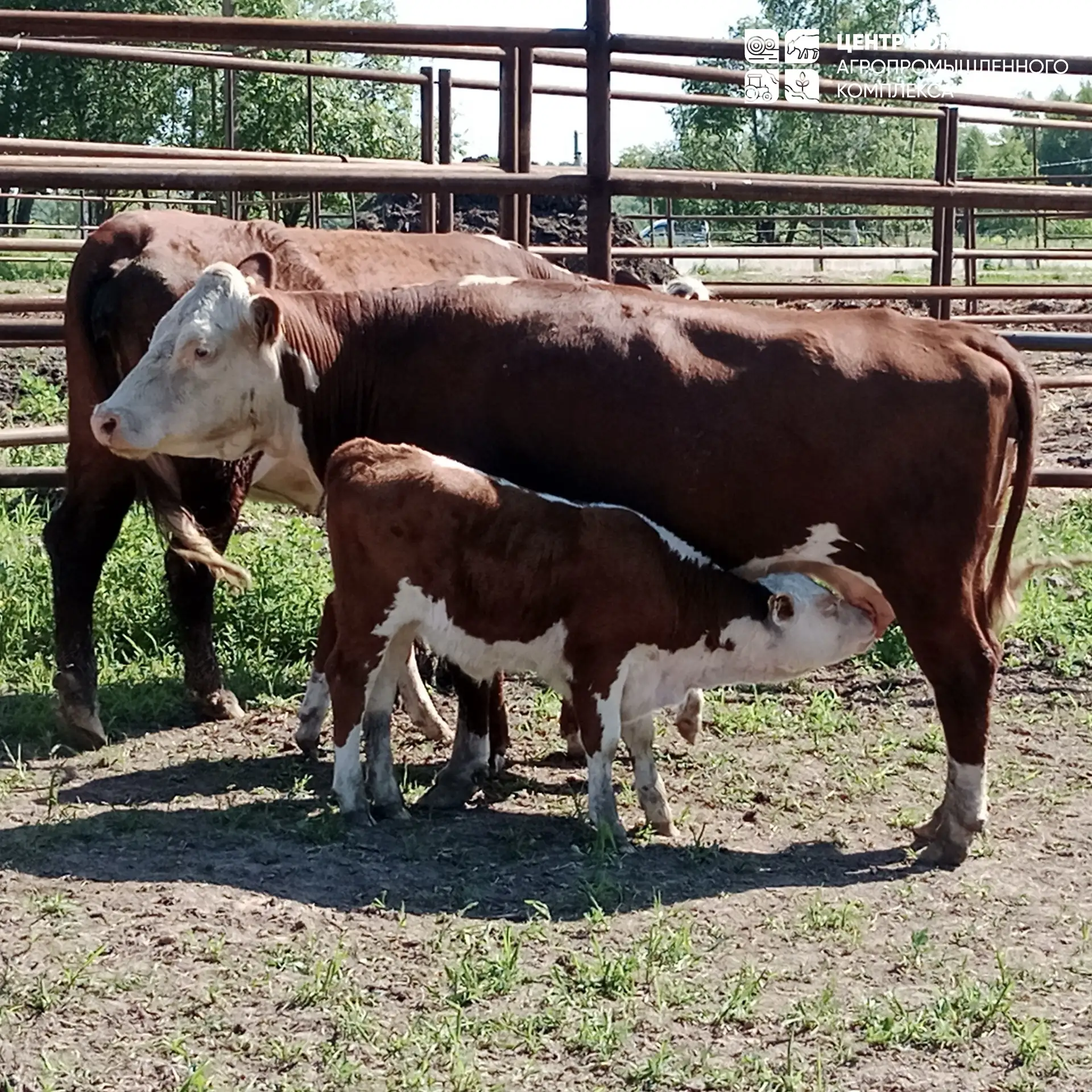 🐮 Ветеринарный блиц-криг на 149 голов!

Представьте: солнечное утро, 149 коров, и всего один день, 
