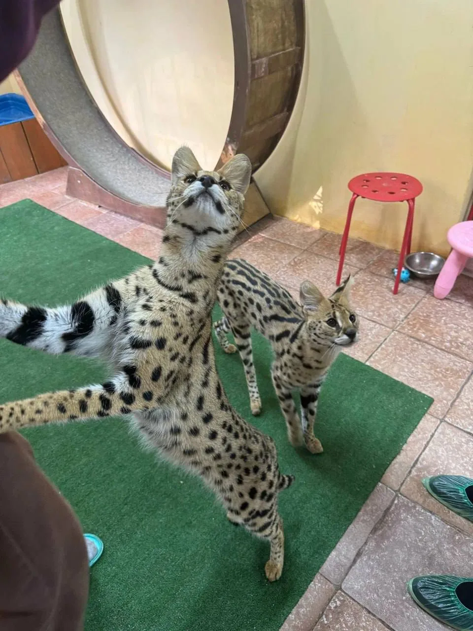 Планета Саванн — досуговый центр с африканскими кошками в Люберцах 🐾
