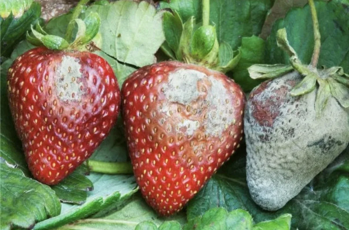 🍓 Серая гниль на клубнике: как спасти урожай?