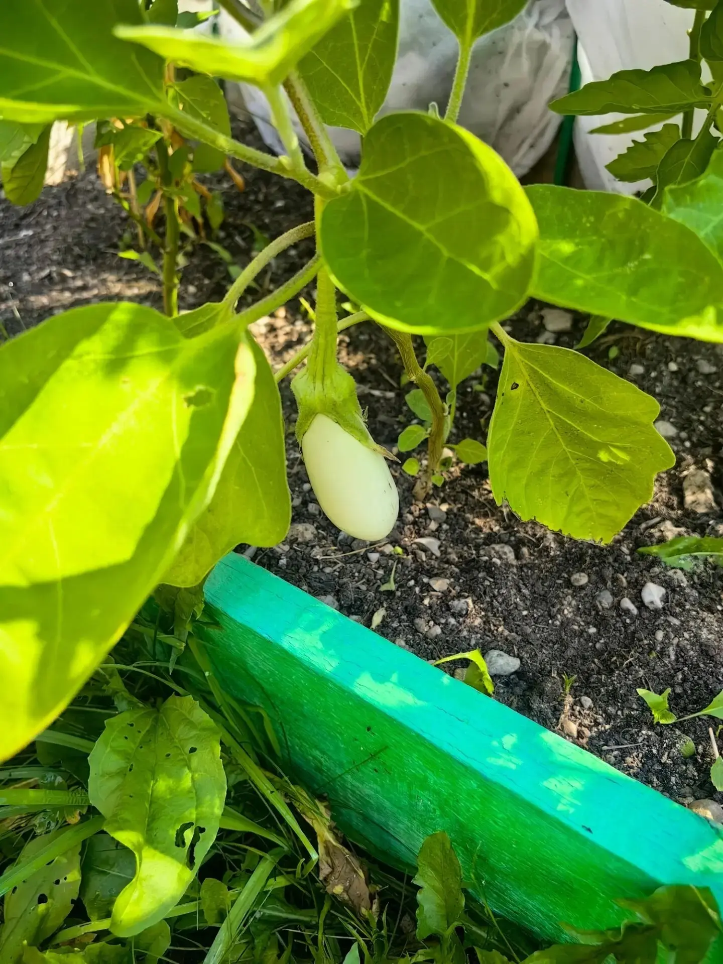 🌱  Зреет-зреет наш урожай! 🐝