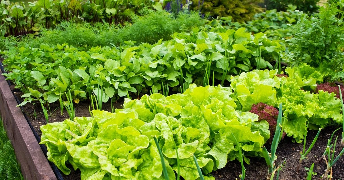 Что посадить в июле для второго урожая 🌱