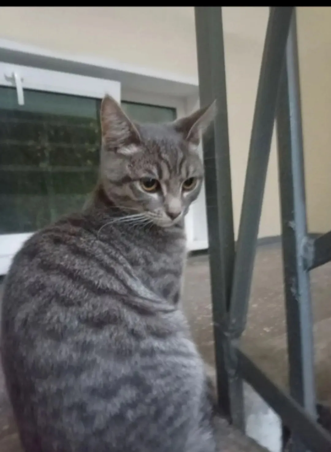 Ищем котёнка.