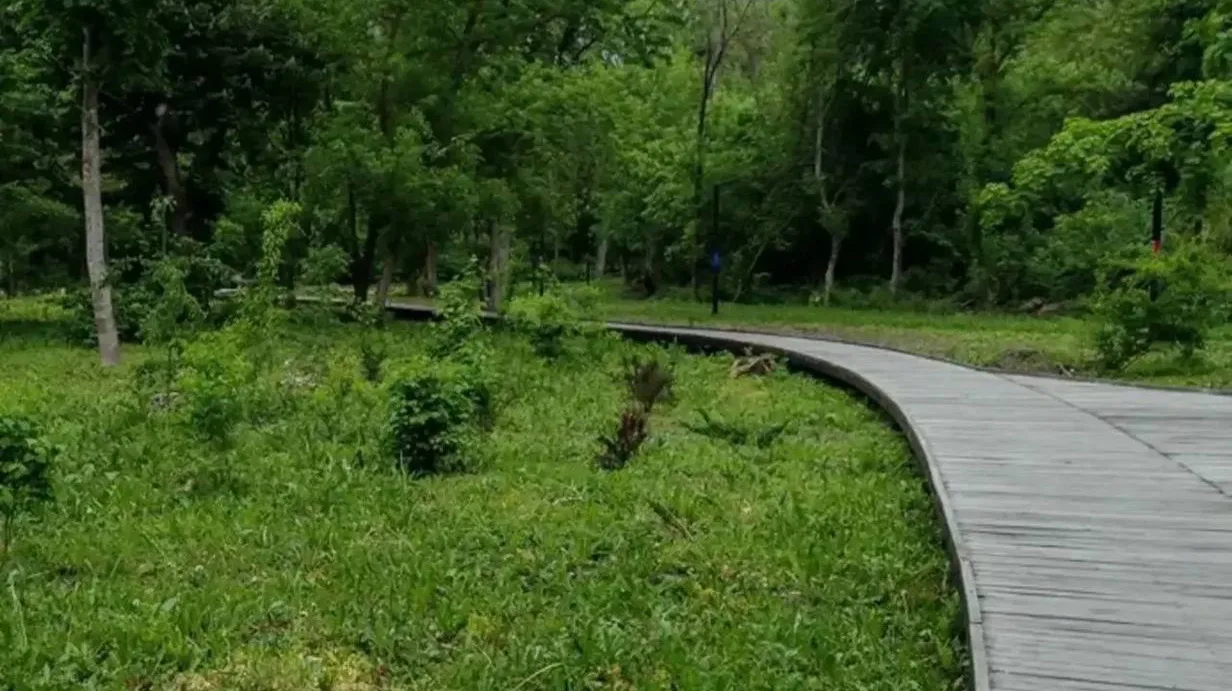 ⚡️ В Курске на Боевой даче продолжат убирать американский клен.

В парке «Боева дача» подрядная орга