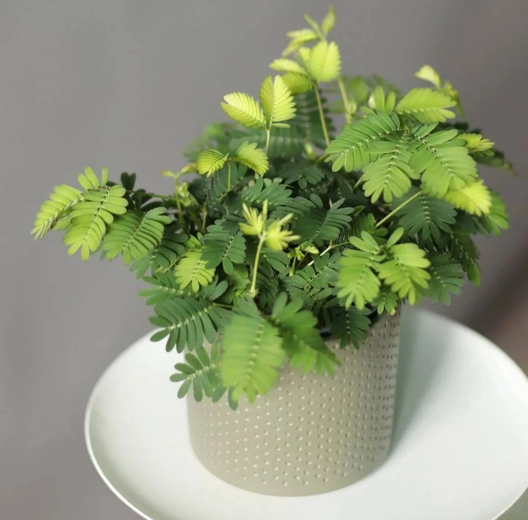 Причудливый кустарник мимозы стыдливой 🌿