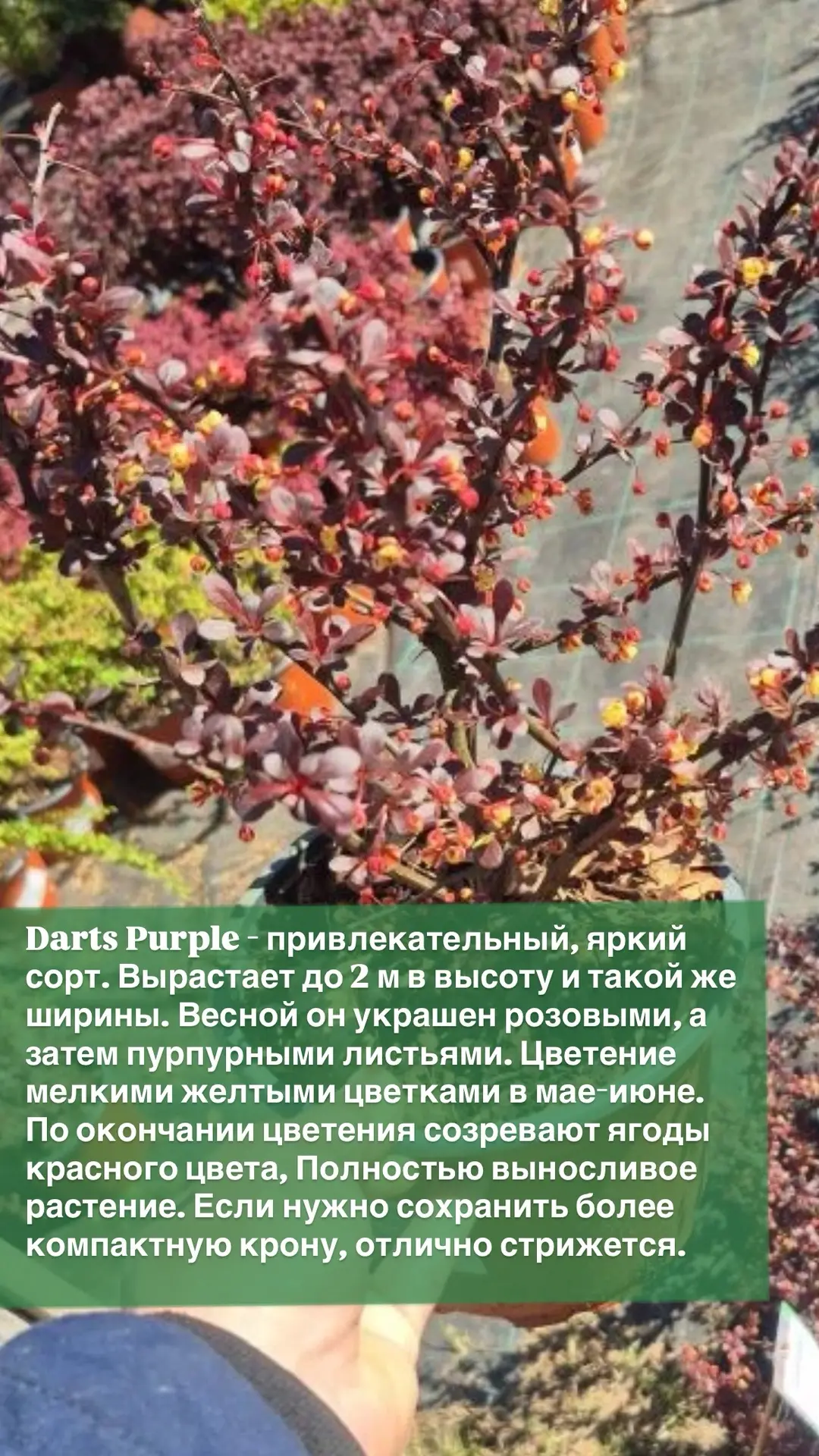 🌳Барбарис оптом: яркие сорта для ваших проектов и продаж — в наличии от 566 руб.