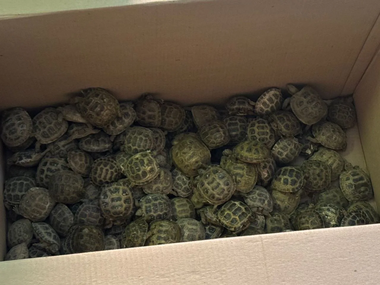 🐢 476 редких черепах задержали в аэропорту Домодедово