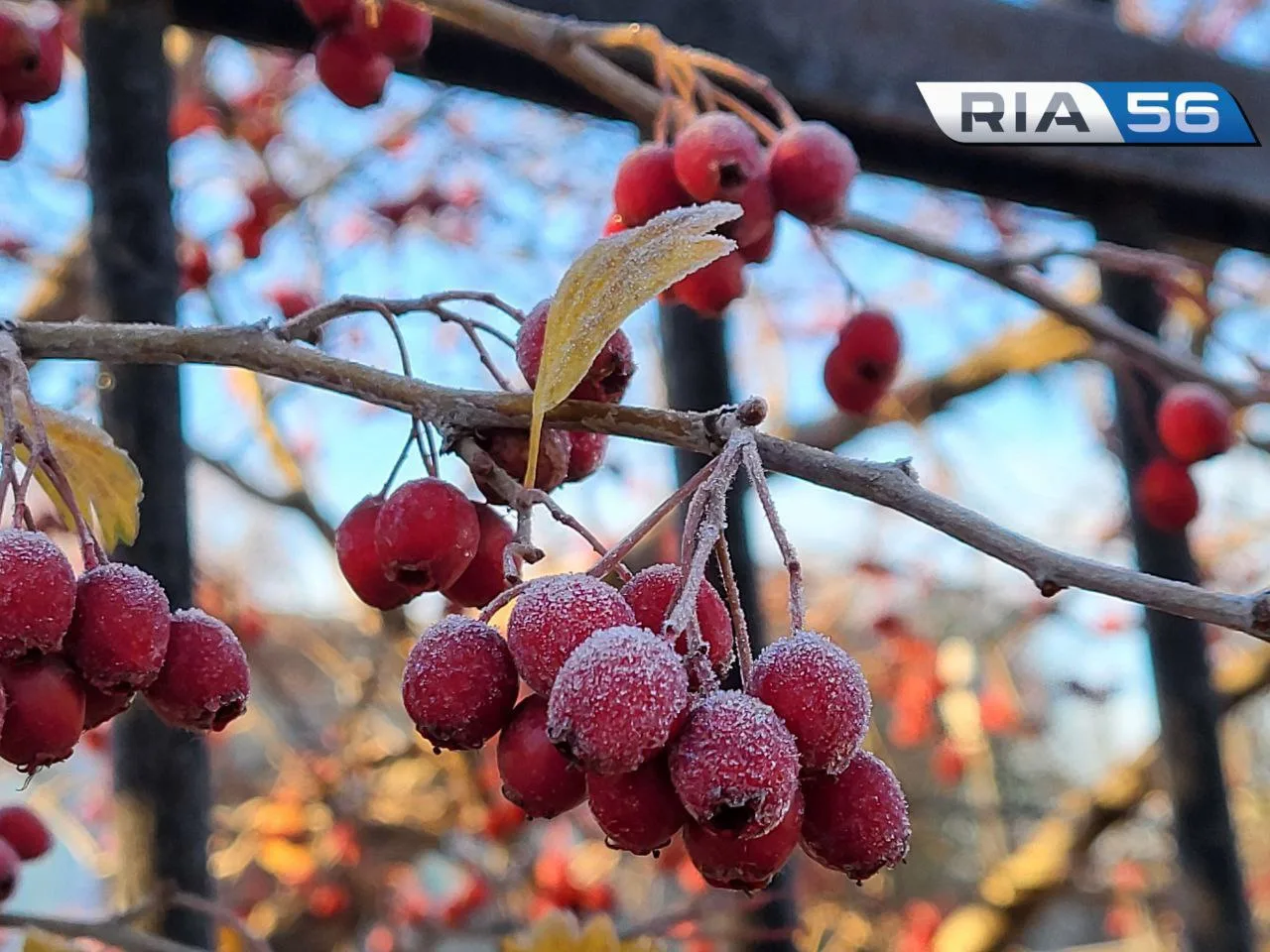 🥶В четверг оренбуржцев ждет холодная ночь