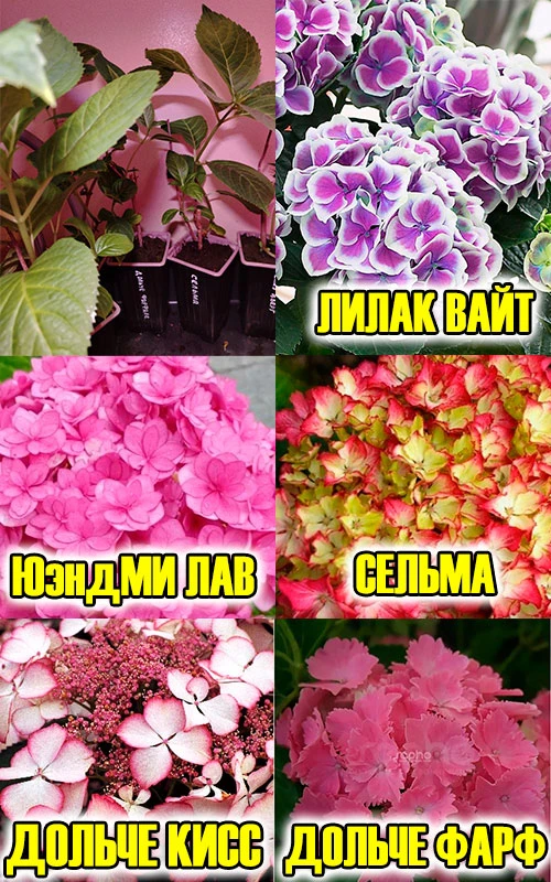в наличии много сортов двулетних саженцев. сорта ремонтантные. будут цвести не только на побегах про