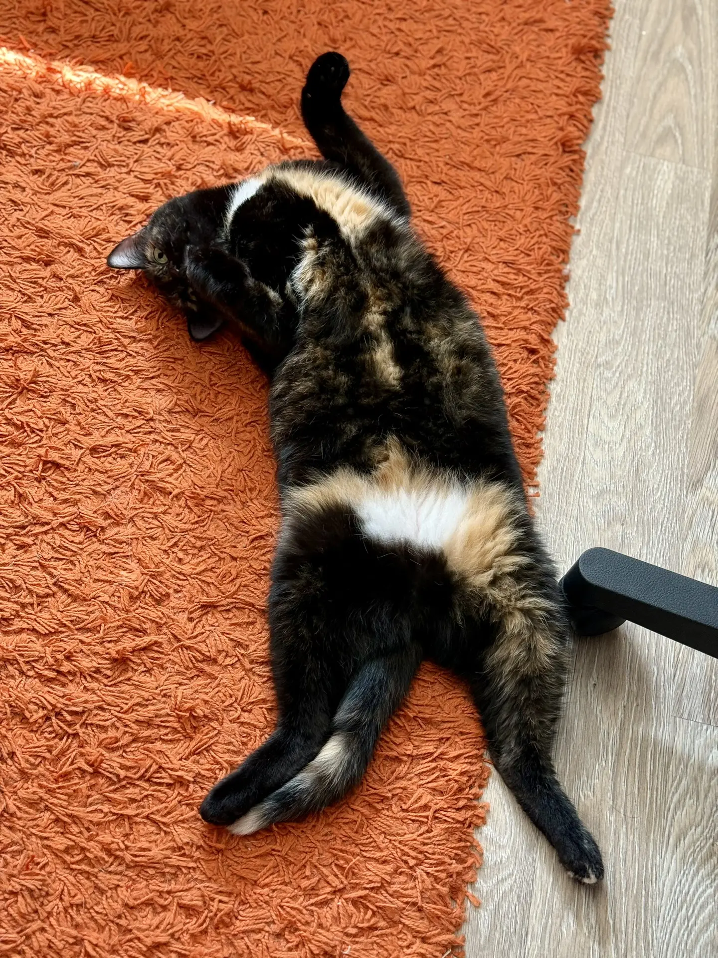 Доверие, которое не знает границ 😸🐾

Когда кошка лежит на спине, открывая живот — это высшая степе