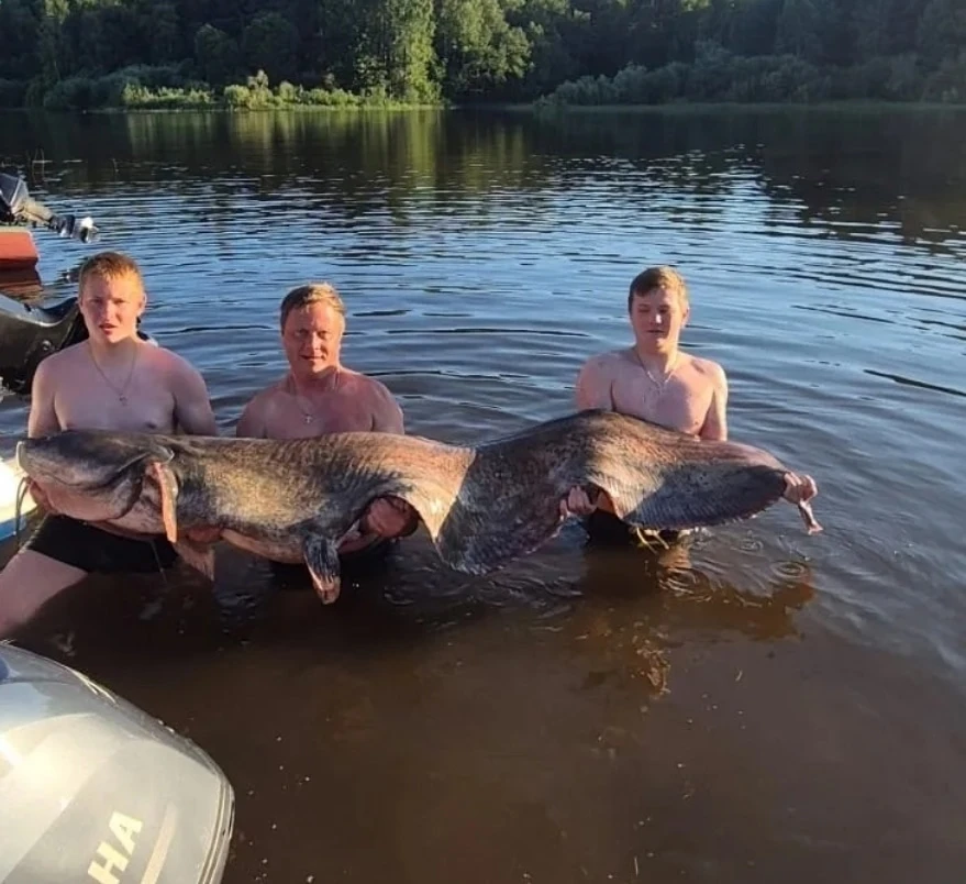 Настоящий речной монстр!