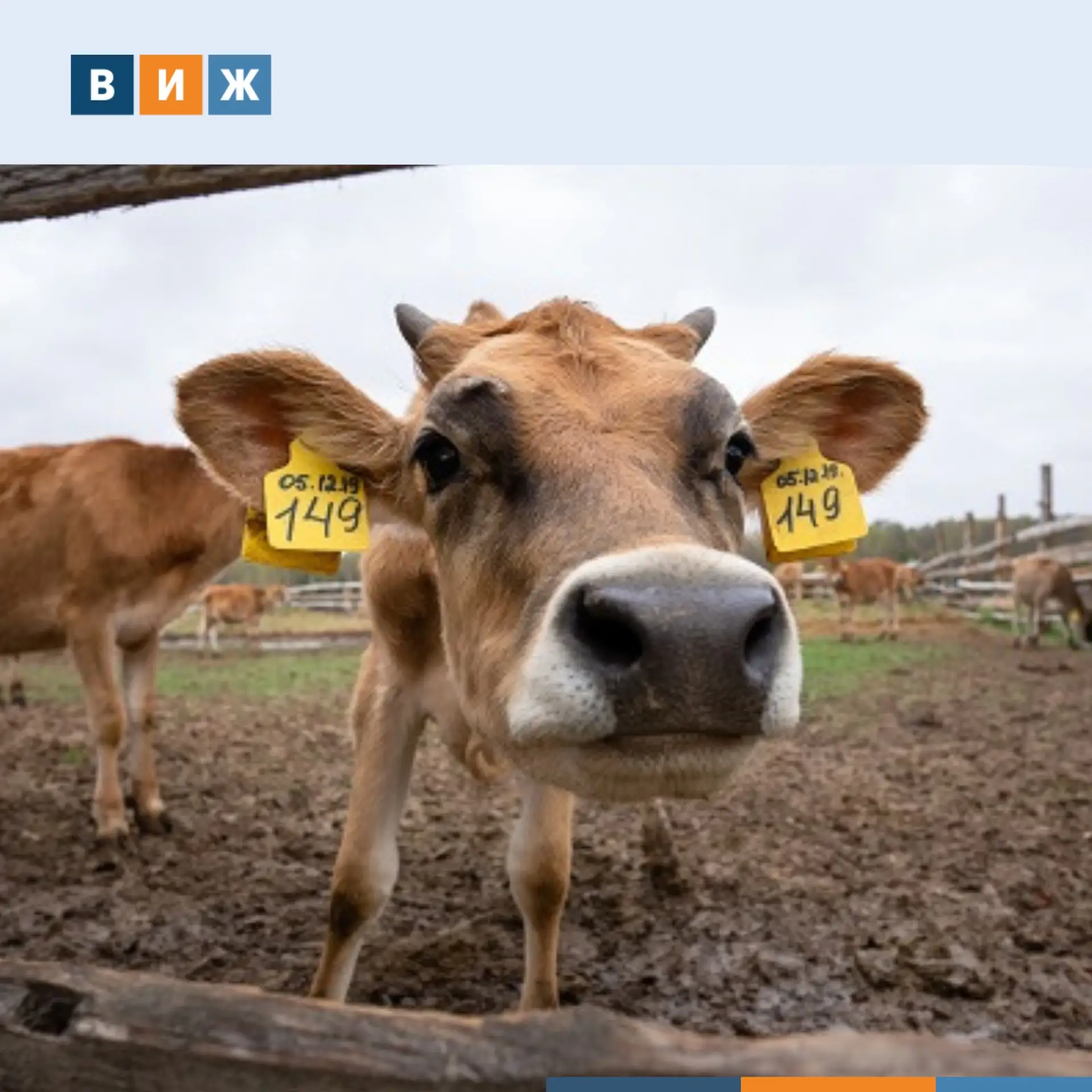 🥛Российские ученые нашли способ отбора коров с жирным молоком по генам