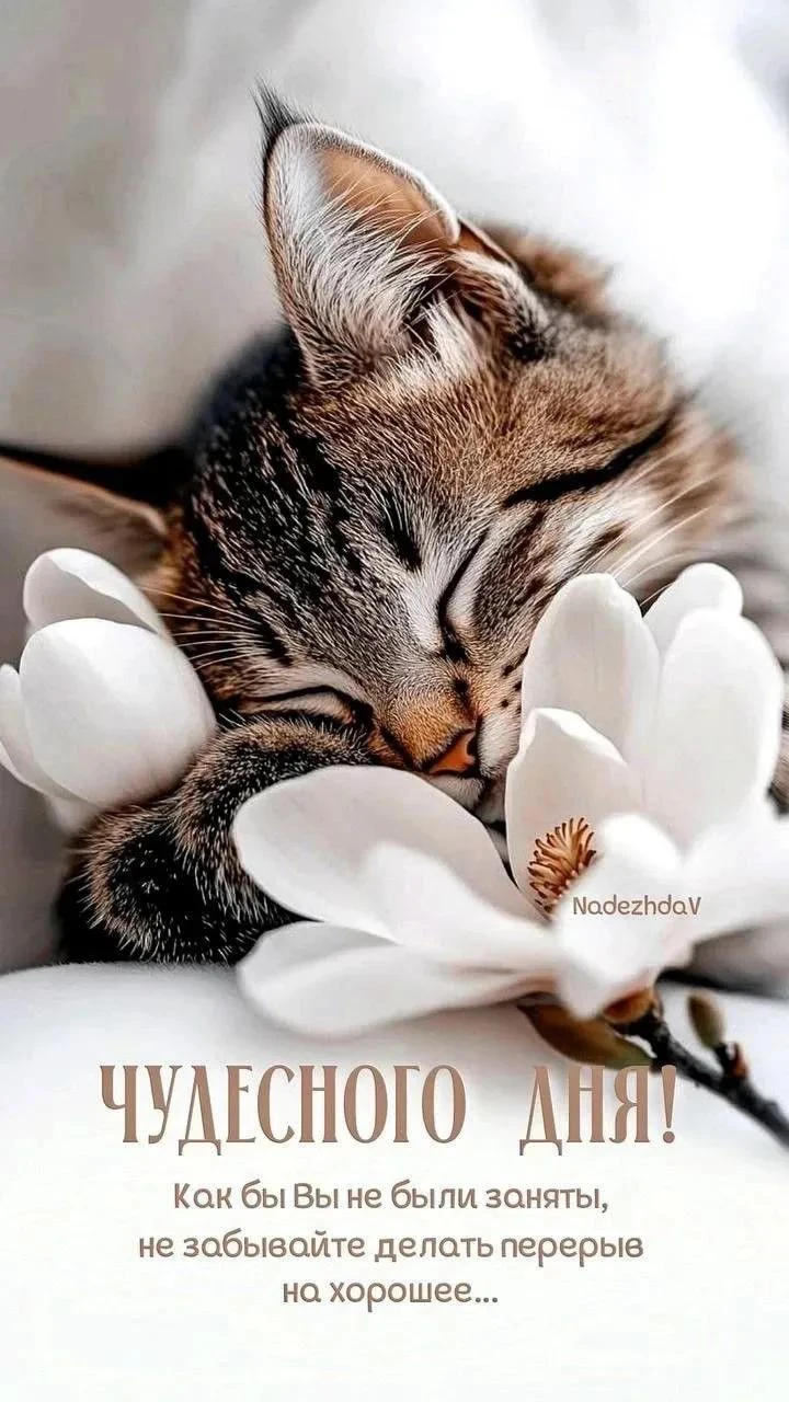 🥰 Ставьте реакции и делитесь открыткой с близкими ❤️