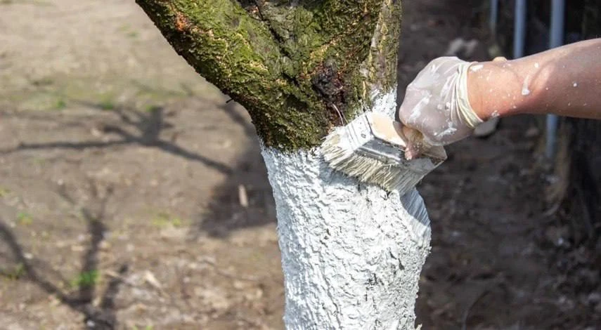 Осенняя побелка деревьев🌳