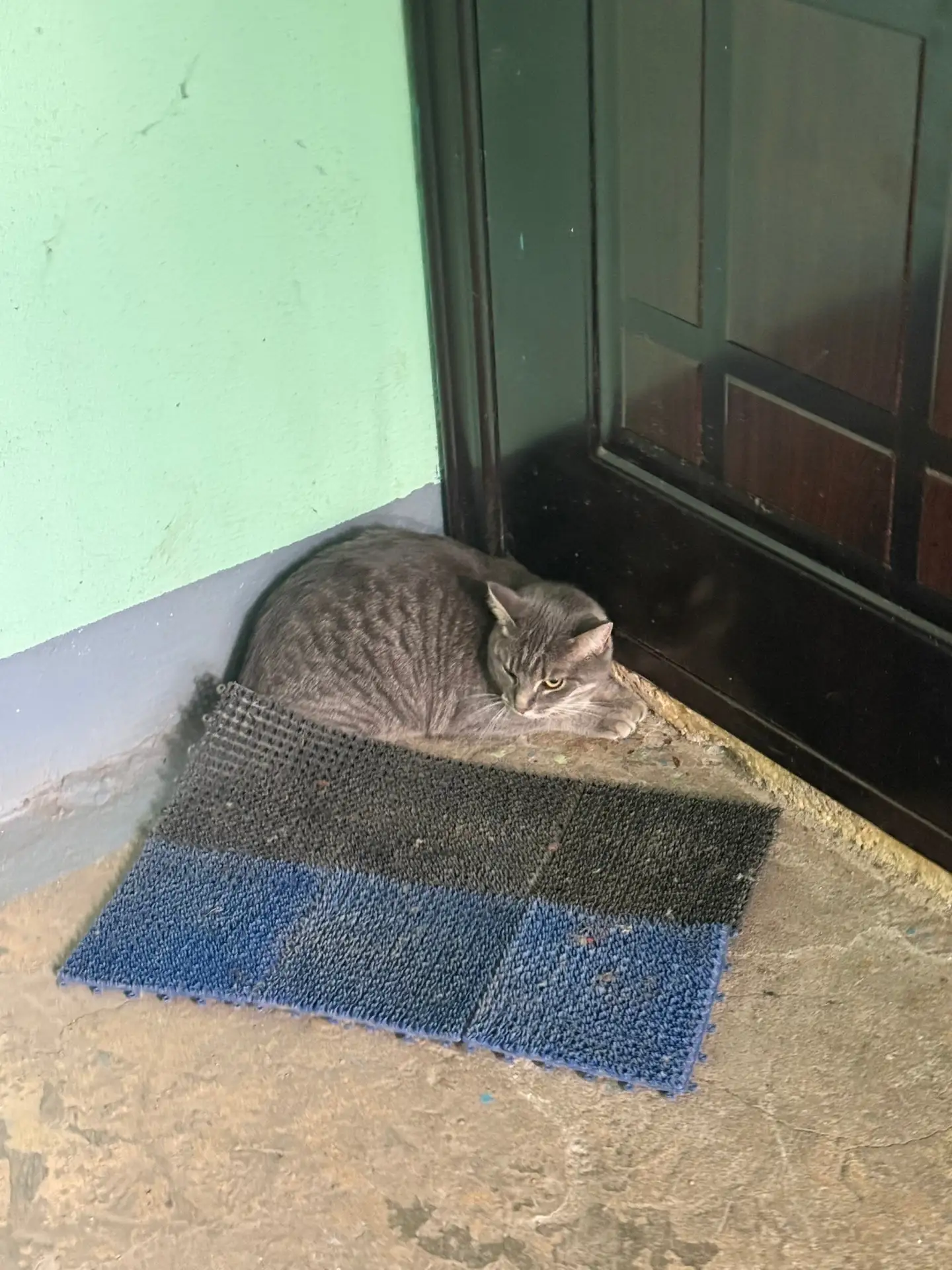 ‼️‼️‼️‼️На Карла Маркса 7/1 сидит котик 
 Кажется домашним ,напуган ,прижался в угол , мяукает ( 
Я 
