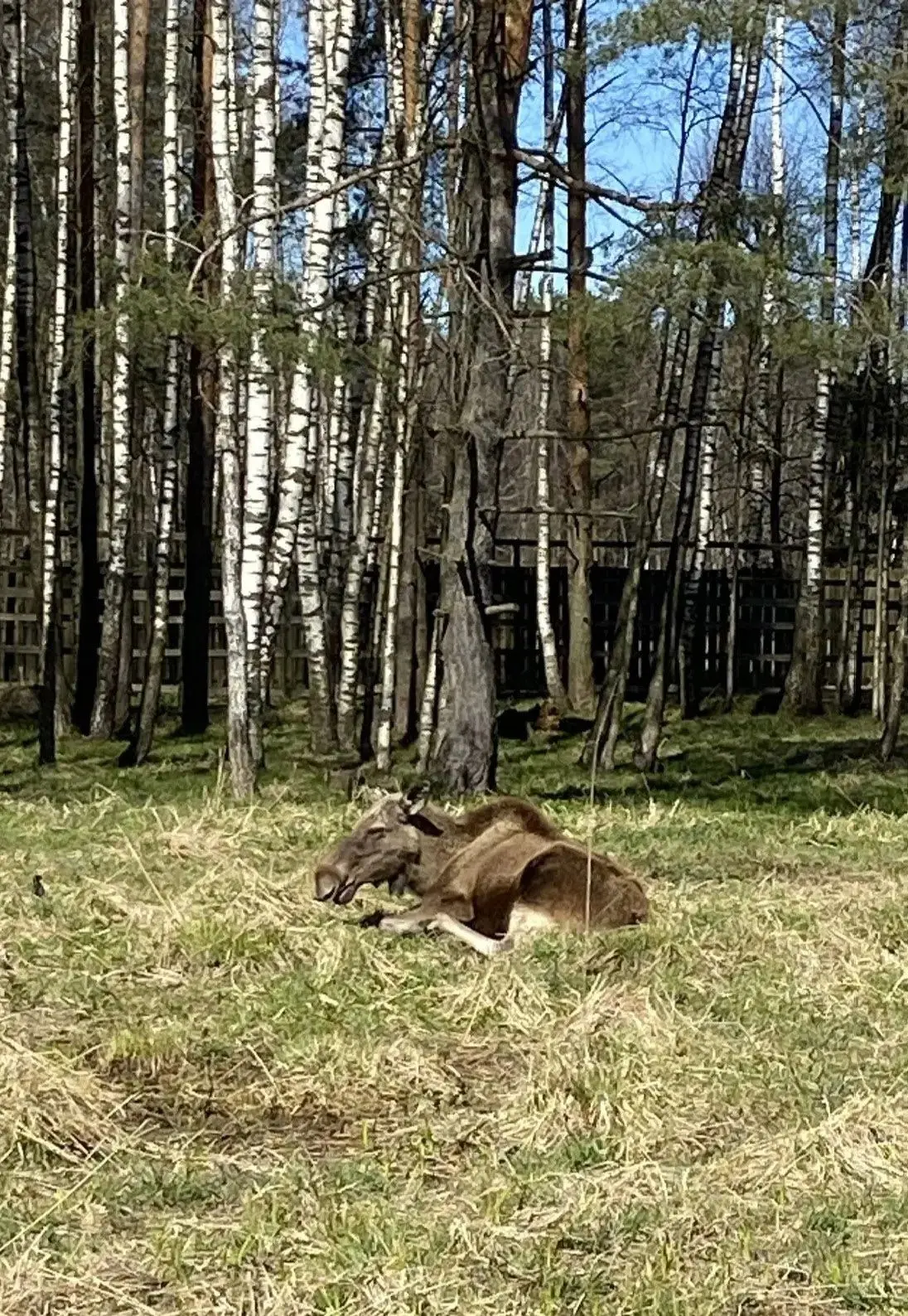Лосиный остров  🌳🌲 Изучая окружающий мир, второклассники захотели посетить национальный парк «Лосины