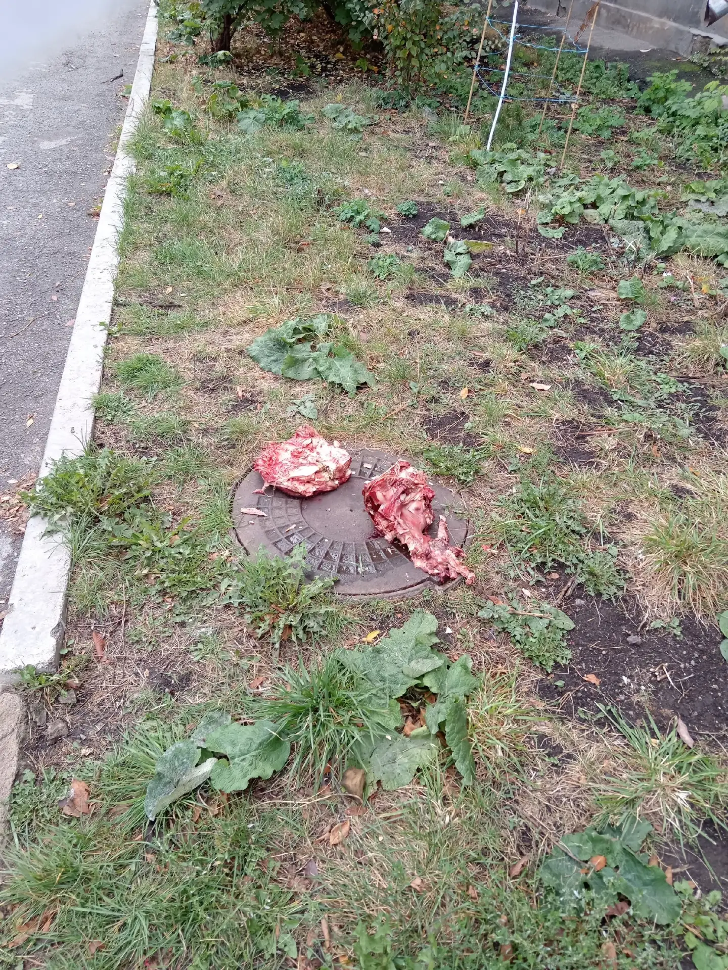 Здравствуйте, на Ленина 69/1 5 подъезд, кинули мясо прям люк, а потом будем удивляться ...