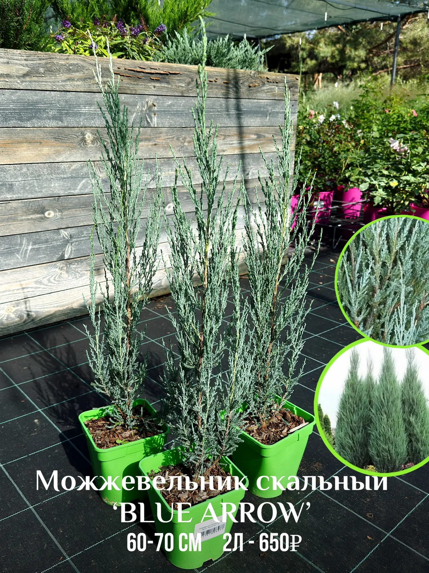🌿 Новое поступление вертикальных можжевельников в СЦ РОСТОВСАД!