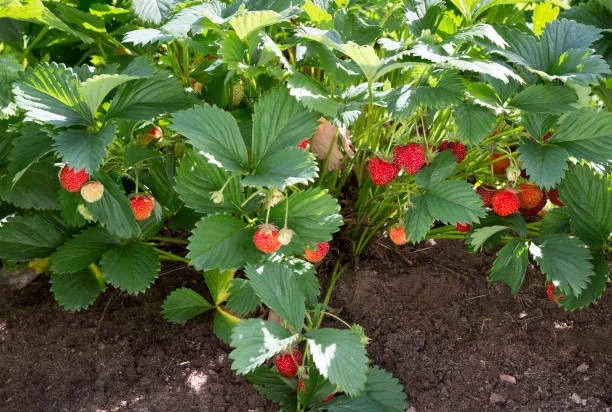 🍓 Чем подкормить клубнику после плодоношения?

После сбора ягод клубнике особенно важны фосфор и ка