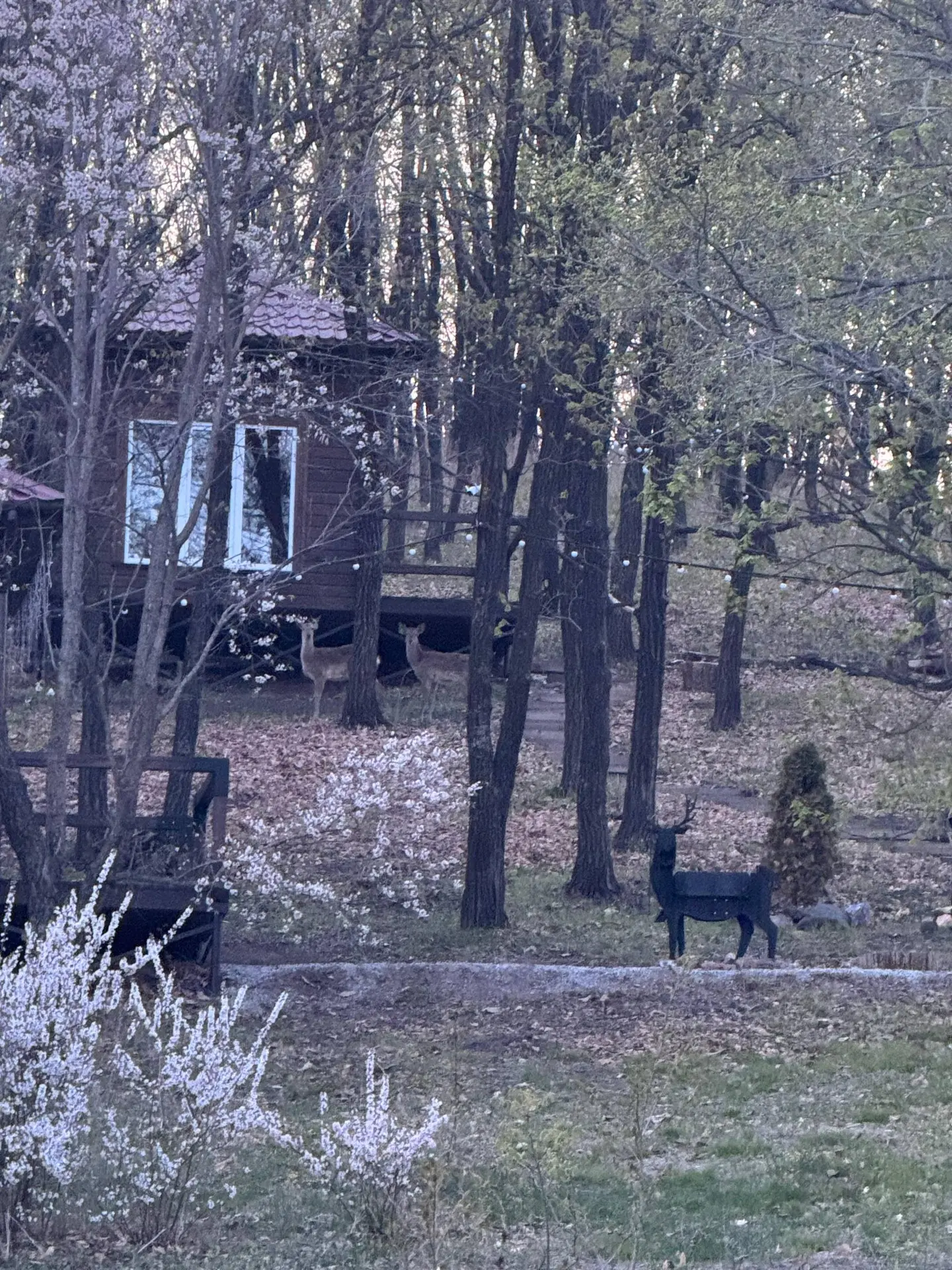 Головоломка )) сколько оленей  🦌 спрятано на картинке?